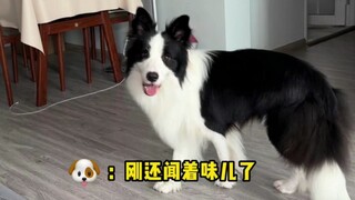 I'll never play hide-and-seek with hypocritical puppies again...