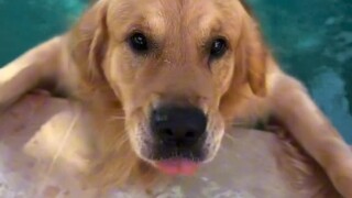 Comfort Dog: Asking for Help Was My Lie