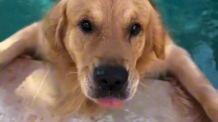 Comfort Dog: Asking for Help Was My Lie