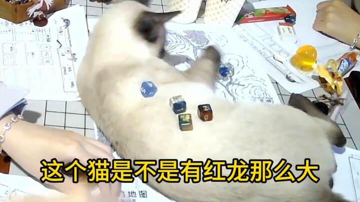 Boss, I want to play D&D too, meow!