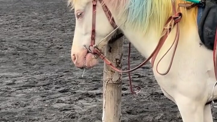 Kuda kecil di kawasan wisata kelelahan sampai mengeluarkan busa dari mulut