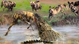 Monsters Of The River! Crocodile Suddenly Rushed To Bite The Wild Dog's Head Off In His Surprise