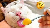 Trending Funny Animals 😅 Funniest Cats and Dogs 😹🐶 Part 2