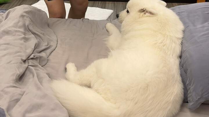 Hey! No dogs on the bed!