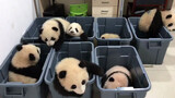 [Panda] All the Naughty Babies