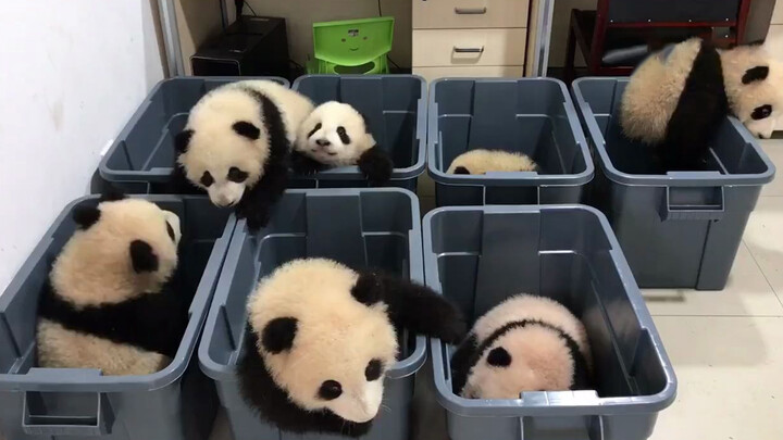 [Panda] Semua Bayi Nakal