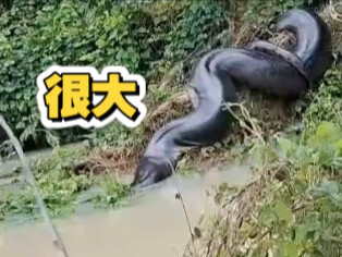 Quá to lớn luôn, trực tiếp xem chắc chắn còn ấn tượng hơn nhiều.