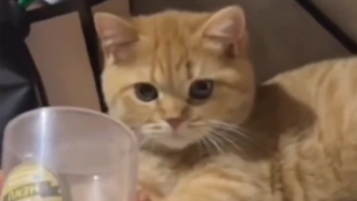 Unexpected, right? Silly cat~