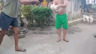 papawis muna BC to BC pure sweater Vs pure white Kelso..