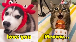 Try Not To Laugh 🔴 Cats and Dogs Can Speak English!