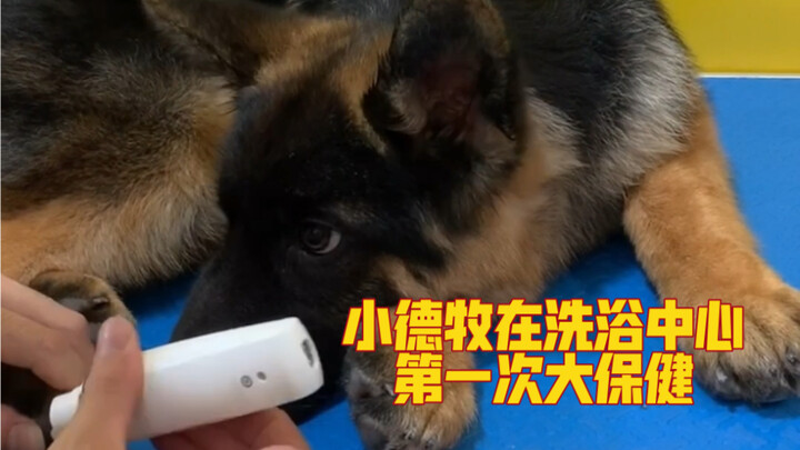 A young German Shepherd’s first full-body massage at the spa.