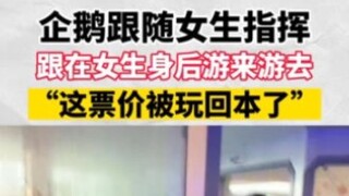 เพนกวินติดตามผู้หญิงที่เป็นผู้นำ ว่ายน้ำตามหลังเธอไปมา คุ้มค่าตั๋วแล้ว!