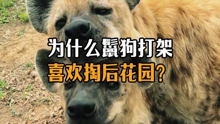 Why do hyenas like to target each other’s “backyard” during fights?