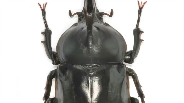 Các sinh vật đột biến do nước nhiễm xạ hồ sơ