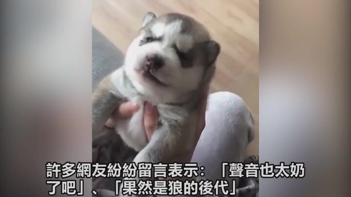 The dog's reaction when hearing a wolf howl~ Awooo awooo