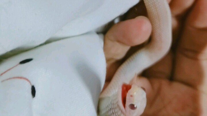 【เลี้ยงงูทางอ้อม】ตัวอ่อนของไป๋ซู่เจิง