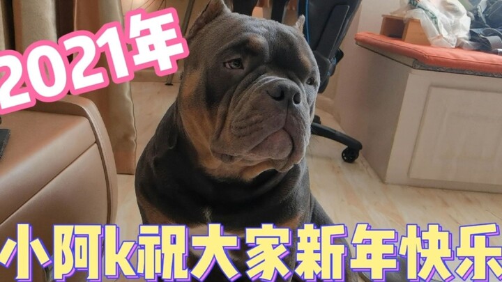 失踪人口回归，新年新气象，恶霸犬KK和铲屎官祝大家新年快乐咯！