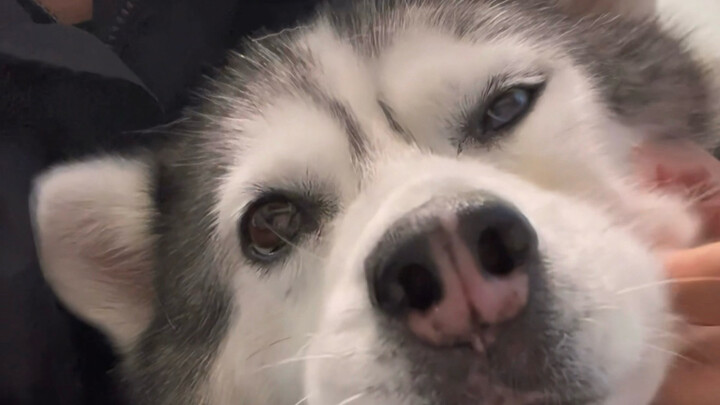 Con chó nhỏ này tôi đã nuôi suốt 10 năm rồi đấy!