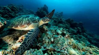 Underwater pics..scuba diving