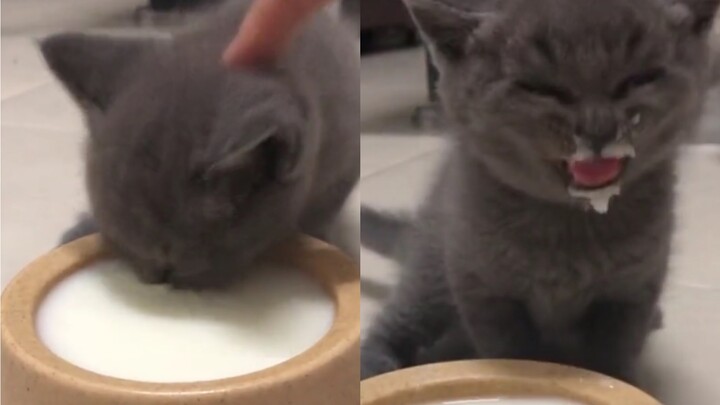 [ANIMAL][Remix]I'm just a kitty, while you're stupid indeed!
