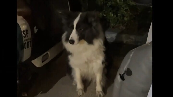 Lần đầu tiên có được nhận thức rõ ràng về trí thông minh của chó Border Collie