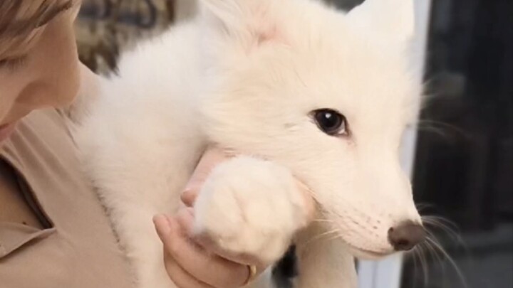 ไม่ได้พูดเล่นนะ จิ้งจอกตัวนี้เข้ากับคนได้จริงๆ