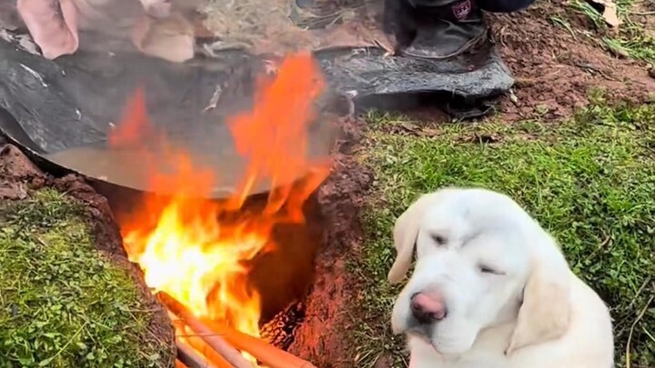 This dog was ostracized by the entire village for stealing chickens and ducks, but whenever it goes 
