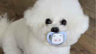 把小狗的奶嘴拿掉会不会哭……