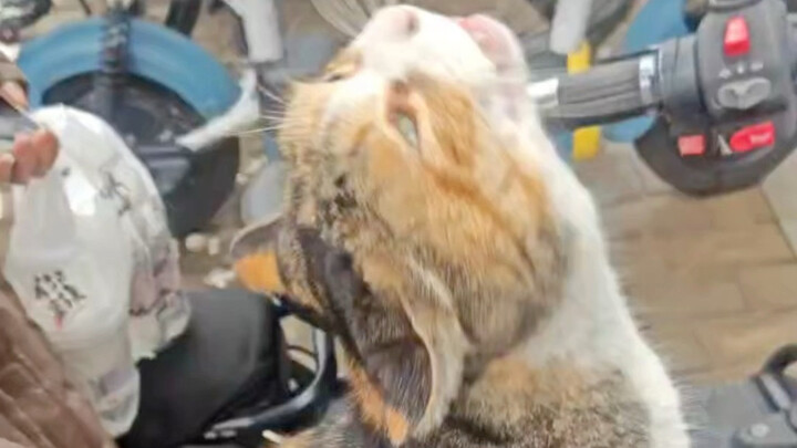 When I scratch the kitten’s itch