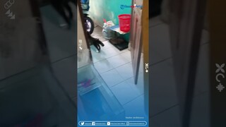Ketika Punya Peliharaan Super Galak, Diajak Main Malah Sensi Sampai Ngejar Pemiliknya
