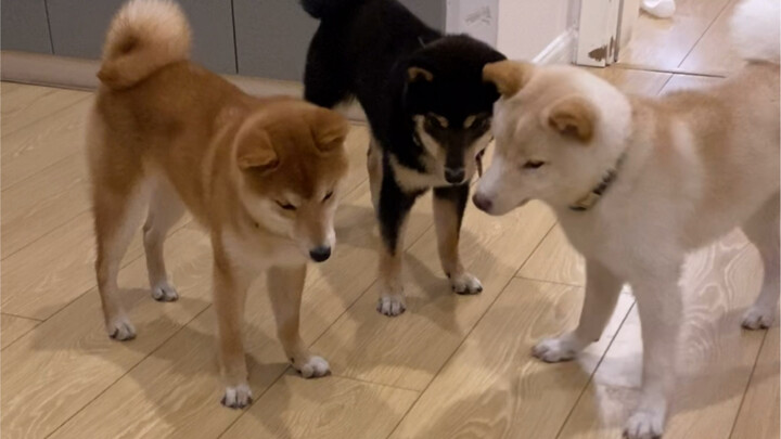 The “Raise a Dog for a Thousand Days, Use It for Just One” challenge just got even tougher!