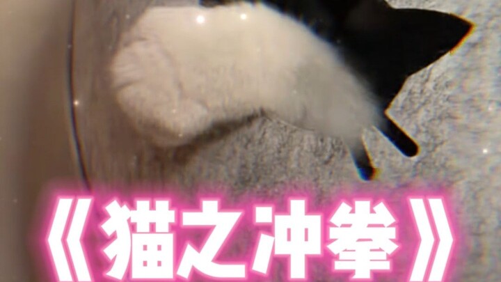 Makan tinju dari kucingku!