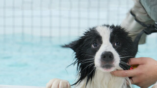 Chó|Chó học bơi