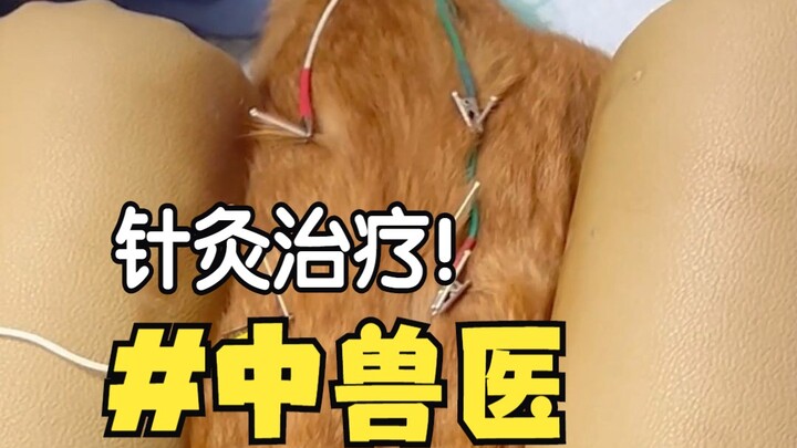 [Chinese Veterinary Medicine Cat-Petting Tutorial] Acupuncture Treatment for Paralyzed Cats