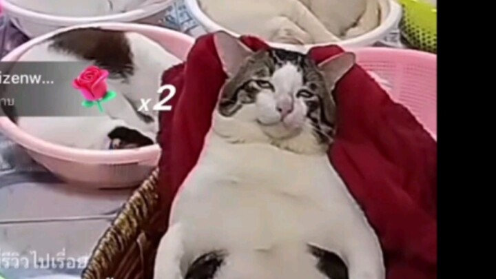 เหมียวเหล่าต้าจ้งอวิ๋นแล้ว
