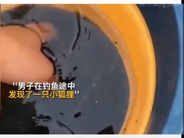 Just wait and have some congee, you.