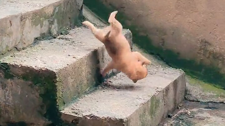 Anak anjing: Keluarga, ada yang mengerti nggak nih!?