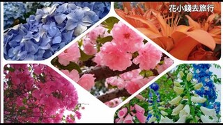 香港櫻花2024：CHERRY BLOSSOMS IN HONG KONG! | HOW TO GET HERE AND WHERE TO FIND THEM