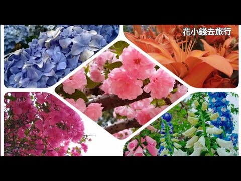 香港櫻花2024：CHERRY BLOSSOMS IN HONG KONG! | HOW TO GET HERE AND WHERE TO FIND THEM