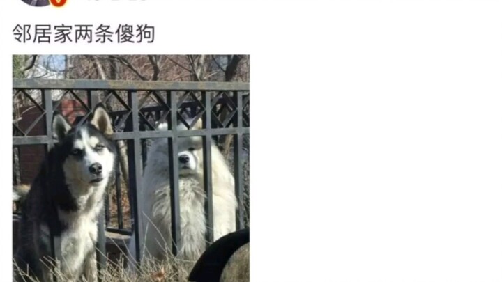 明星的搞笑朋友圈，林更新还说别人傻