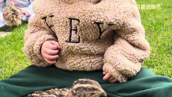 “迷你小鸡鸡”