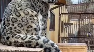 老雪豹：养儿防老，养儿防老，养儿确实防老哈 #雪豹