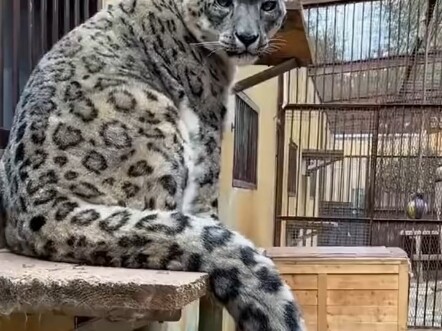 老雪豹：养儿防老，养儿防老，养儿确实防老哈 #雪豹