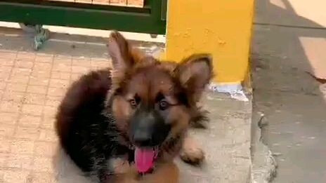 #dog