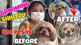 SHIHTZU GROOMING  EXPERIENCE 🐶 (SUMMER CUT) BEFORE AND AFTER