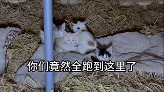 مع اقتراب عيد الربيع، ظهرت القطة الصغيرة الجديدة في وضعية بلا مأوى.