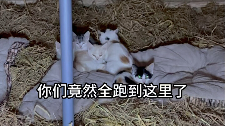 ปีใหม่จีนใกล้เข้ามาแล้ว ลูกแมวตัวน้อยที่เพิ่งมาใหม่กลับตกอยู่ในสถานการณ์ไม่มีที่อยู่อาศัย