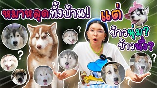 หมา 9 ตัวหลุดออกบ้านทั้งคอก ปฎิบัติการตามหาจึงเริ่มขึ้น!  - ข้าวนึ่ง & เดอะแก๊ง