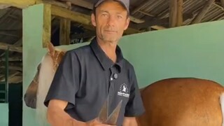 🐴สู้เพื่อฝันพระราชสาวเดอร์บี้ จะดูแลรักษาอย่างไร?