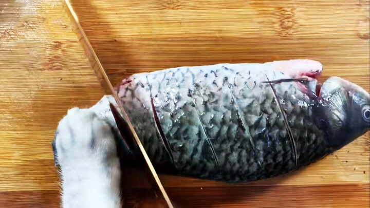 【Animal Circle】Cat makes braised crucian carp.